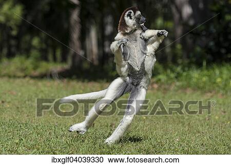"Verreaux (Propithecus verreauxi), running, Madagascar, Africa" View Large Photo Image Stock Image - "Verreaux (Propithecus verreauxi), running, Madagascar, Africa". Fotosearch