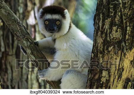"Verreaux's Sifaka (Propithecus verreauxi), Madagascar, Africa" View Large Photo Image Picture - "Verreaux's Sifaka (Propithecus verreauxi), Madagascar, Africa". Fotosearch