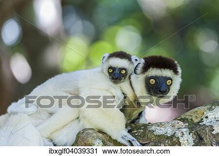 Stock Image - "Verreaux's Sifaka (Propithecus verreauxi) mother with young on her back, Madagascar, Africa". Fotosearch