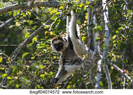 Stock Image - "Verreaux's Sifaka (Propithecus verreauxi), Berenty, Madagascar, Africa". Fotosearch