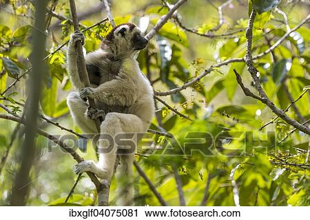 Stock Image - "Verreaux's Sifaka (Propithecus verreauxi), Isalo Canyon, Isalo, Madagascar, Africa". Fotosearch