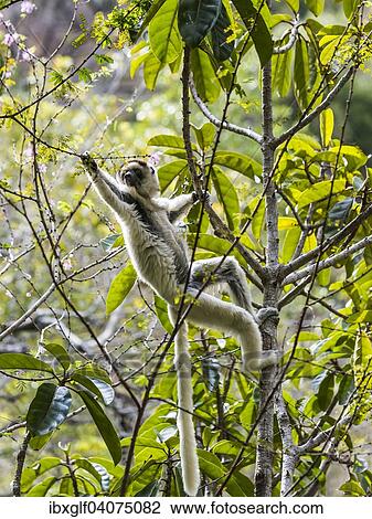 "Verreaux's Sifaka (Propithecus verreauxi), Isalo Canyon, Isalo, Madagascar, Africa" View Large Photo Image Stock Image - "Verreaux's Sifaka (Propithecus verreauxi), Isalo Canyon, Isalo, Madagascar, Africa". Fotosearch