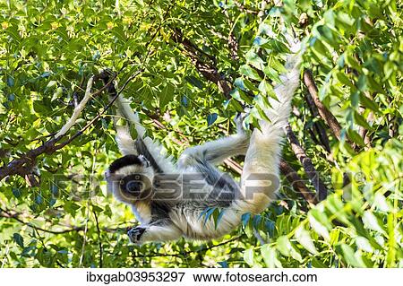 "Verreaux's Sifaka (Propithecus verreauxi) in a tree, Toliara Province, Madagascar, Africa" View Large Photo Image Stock Photo - "Verreaux's Sifaka (Propithecus verreauxi) in a tree, Toliara Province, Madagascar, Africa". Fotosearch