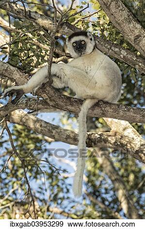 Stock Photo - "Verreaux's Sifaka (Propithecus verreauxi) sitting in a tree, Toliara Province, Madagascar, Africa". Fotosearch