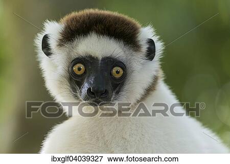 Stock Photo - "Verreaux's Sifaka (Propithecus verreauxi), Madagascar, Africa". Fotosearch