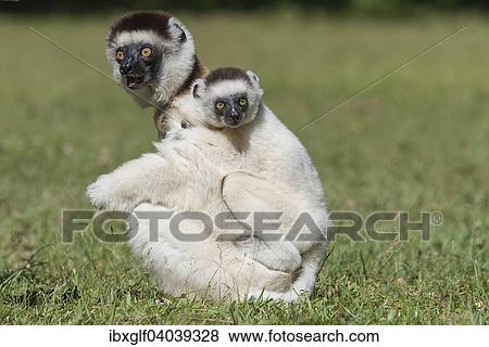 Stock Photo - "Verreaux's Sifaka (Propithecus verreauxi) mother with young on her back, Madagascar, Africa". Fotosearch