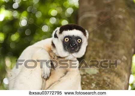 "Verreaux's Sifaka (Propithecus verreauxi), in a tree, Nakampoana Nature Reserve, Madagascar, Africa" View Large Photo Image Stock Photography - "Verreaux's Sifaka (Propithecus verreauxi), in a tree, Nakampoana Nature Reserve, Madagascar, Africa". Fotosearch
