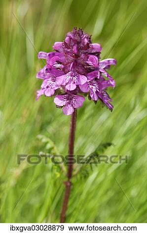 "Verticillate lousewort (Pedicularis verticillata), Sanetschpass, Switzerland, Europe" View Large Photo Image Stock Photo - "Verticillate lousewort (Pedicularis verticillata), Sanetschpass, Switzerland, Europe". Fotosearch
