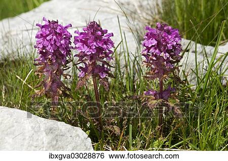 "Verticillate lousewort (Pedicularis verticillata), Sanetschpass, Switzerland, Europe" View Large Photo Image Stock Photograph - "Verticillate lousewort (Pedicularis verticillata), Sanetschpass, Switzerland, Europe". Fotosearch
