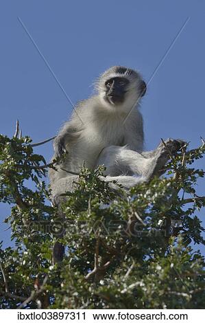 "Vervet Monkey (Chlorocebus pygerythrus), Addo Elephant National Park, Eastern Cape, South Africa, Africa" View Large Photo Image Stock Image - "Vervet Monkey (Chlorocebus pygerythrus), Addo Elephant National Park, Eastern Cape, South Africa, Africa". Fotosearch