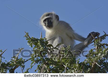 "Vervet Monkey (Chlorocebus pygerythrus), Addo Elephant National Park, Eastern Cape, South Africa, Africa" View Large Photo Image Stock Image - "Vervet Monkey (Chlorocebus pygerythrus), Addo Elephant National Park, Eastern Cape, South Africa, Africa". Fotosearch