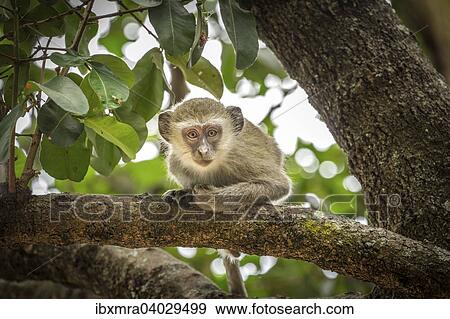 "Vervet Monkey (Chlorocebus pygerythrus) sitting on a branch bent forward, Okavango Delta, Botswana, Africa" View Large Photo Image Stock Photo - "Vervet Monkey (Chlorocebus pygerythrus) sitting on a branch bent forward, Okavango Delta, Botswana, Africa". Fotosearch