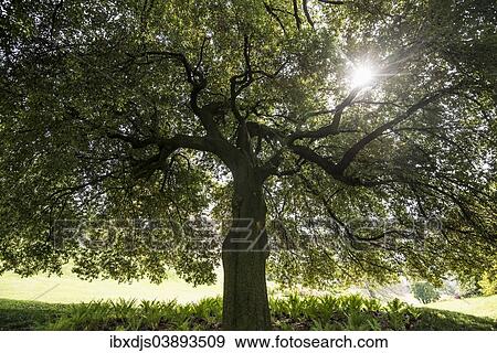 "Very old Holm Oak (Quercus ilex), gardens of Villa Melzi, Bellagio, Como Province, Lombardy, Italy, Europe" View Large Photo Image Stock Photo - "Very old Holm Oak (Quercus ilex), gardens of Villa Melzi, Bellagio, Como Province, Lombardy, Italy, Europe". Fotosearch