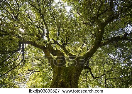 "Very old Holm Oak (Quercus ilex), gardens of Villa Melzi, Bellagio, Como Province, Lombardy, Italy, Europe" View Large Photo Image Stock Photo - "Very old Holm Oak (Quercus ilex), gardens of Villa Melzi, Bellagio, Como Province, Lombardy, Italy, Europe". Fotosearch