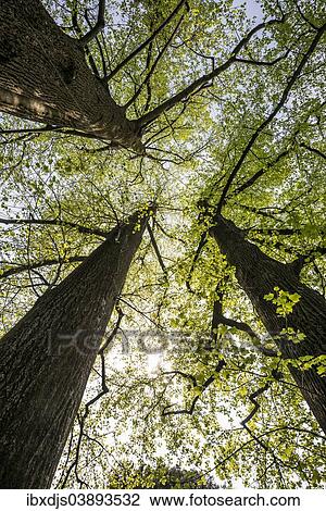 "Very old Tulip Trees or Tulip Poplars (Liriodendron tulipifera), gardens of Villa Melzi, Bellagio, Como, Lombardy Province, Italy, Europe" View Large Photo Image Stock Image - "Very old Tulip Trees or Tulip Poplars (Liriodendron tulipifera), gardens of Villa Melzi, Bellagio, Como, Lombardy Province, Italy, Europe". Fotosearch