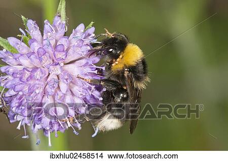 "Vestal Cuckoo Bumblebee (Psithyrus Vestalis) Untergroeningen, Baden-Wuerttemberg, Germany, Europe" View Large Photo Image Picture - "Vestal Cuckoo Bumblebee (Psithyrus Vestalis) Untergroeningen, Baden-Wuerttemberg, Germany, Europe". Fotosearch