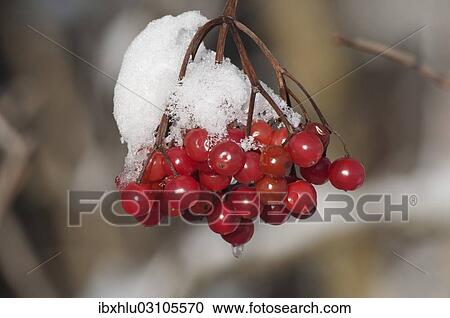 "Viburnum (Viburnum opulus), Untergroningen, Abtsgmuend, Baden-Wurttemberg, Germany, Europe" View Large Photo Image Stock Image - "Viburnum (Viburnum opulus), Untergroningen, Abtsgmuend, Baden-Wurttemberg, Germany, Europe". Fotosearch