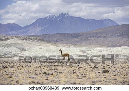 "Vicugna or Vicuna (Vicugna vicugna), Altiplano, Putre, Arica y Parinacota Region, Chile, South America" View Large Photo Image Stock Photo - "Vicugna or Vicuna (Vicugna vicugna), Altiplano, Putre, Arica y Parinacota Region, Chile, South America". Fotosearch