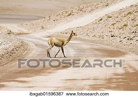 "Vicugna (Vicugna vicugna) crossing a non-paved road, Los Flamencos Nacional Reserve, Atacama Desert, Antofagasta region, Chile, South America" View Large Photo Image Stock Photo - "Vicugna (Vicugna vicugna) crossing a non-paved road, Los Flamencos Nacional Reserve, Atacama Desert, Antofagasta region, Chile, South America". Fotosearch