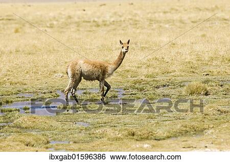 "Vicugna (Vicugna vicugna), Los Flamencos Nacional Reserve, Atacama Desert, Antofagasta region, Chile, South America" View Large Photo Image Stock Photograph - "Vicugna (Vicugna vicugna), Los Flamencos Nacional Reserve, Atacama Desert, Antofagasta region, Chile, South America". Fotosearch