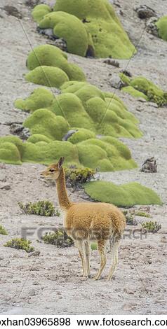 "Vicuna or Vicugna (Vicugna vicugna) with Yareta or Llareta cushion plants (Azorella compacta), Arica y Parinacota Region, Chile, South America" View Large Photo Image Stock Photo - "Vicuna or Vicugna (Vicugna vicugna) with Yareta or Llareta cushion plants (Azorella compacta), Arica y Parinacota Region, Chile, South America". Fotosearch