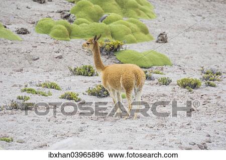 "Vicuna or Vicugna (Vicugna vicugna) with Yareta or Llareta cushion plants (Azorella compacta), Arica y Parinacota Region, Chile, South America" View Large Photo Image Stock Photograph - "Vicuna or Vicugna (Vicugna vicugna) with Yareta or Llareta cushion plants (Azorella compacta), Arica y Parinacota Region, Chile, South America". Fotosearch