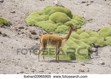 Stock Photography - "Vicuna or Vicugna (Vicugna vicugna) with Yareta or Llareta cushion plants (Azorella compacta), Arica y Parinacota Region, Chile, South America". Fotosearch