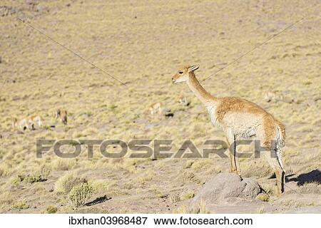 "Vicuna (Vicugna vicugna) in the highland, San Pedro de Atacama, Antofagasta Region, Chile, South America" View Large Photo Image Stock Photo - "Vicuna (Vicugna vicugna) in the highland, San Pedro de Atacama, Antofagasta Region, Chile, South America". Fotosearch