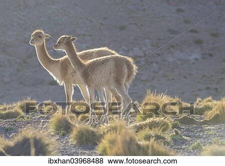 "Vicuna (Vicugna vicugna) in the highland, San Pedro de Atacama, Antofagasta Region, Chile, South America" View Large Photo Image Stock Photo - "Vicuna (Vicugna vicugna) in the highland, San Pedro de Atacama, Antofagasta Region, Chile, South America". Fotosearch