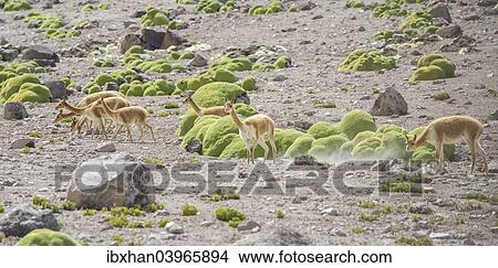 "Vicunas or Vicugnas (Vicugna vicugna) with Yareta or Llareta cushion plants (Azorella compacta) at the back, Arica y Parinacota Region, Chile, South America" View Large Photo Image Picture - "Vicunas or Vicugnas (Vicugna vicugna) with Yareta or Llareta cushion plants (Azorella compacta) at the back, Arica y Parinacota Region, Chile, South America". Fotosearch