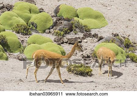 Stock Image - "Vicunas or Vicugnas (Vicugna vicugna) with Yareta or Llareta cushion plants (Azorella compacta), Arica y Parinacota Region, Chile, South America". Fotosearch