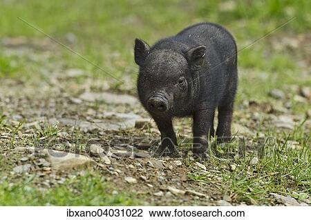"Vietnamese potbelly pig (Sus scrofa f. domestica), piglet, captive, Austria, Europe" View Large Photo Image Stock Image - "Vietnamese potbelly pig (Sus scrofa f. domestica), piglet, captive, Austria, Europe". Fotosearch