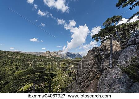 "View across a pine forest, Col de Bavella, Bavella Massif, Corsica, France, Europe" View Large Photo Image Stock Photo - "View across a pine forest, Col de Bavella, Bavella Massif, Corsica, France, Europe". Fotosearch