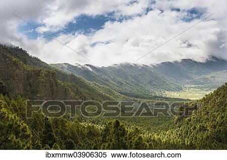 "View across a valley covered with Canary Island Pines (Pinus canariensis), Caldera de Taburiente National Park, La Palma, Canary Islands, Spain, Europe" View Large Photo Image Stock Photography - "View across a valley covered with Canary Island Pines (Pinus canariensis), Caldera de Taburiente National Park, La Palma, Canary Islands, Spain, Europe". Fotosearch