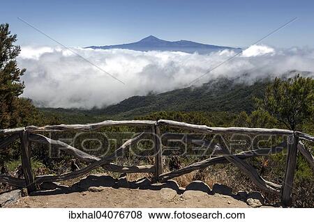 "View from below the Garajonay onto Bosque del Cedro, Passat clouds and Mount Teide on Tenerife, La Gomera, Canary Islands, Spain, Europe" View Large Photo Image Stock Photo - "View from below the Garajonay onto Bosque del Cedro, Passat clouds and Mount Teide on Tenerife, La Gomera, Canary Islands, Spain, Europe". Fotosearch