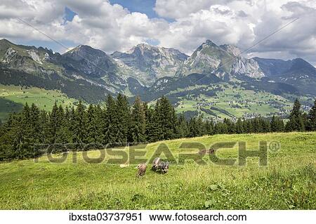 "View from Klangweg or Sound Trail on Toggenburg Mountain towards the Alpstein Mountains with Saentis Mountain, Wildhaus, Canton of St. Gallen, Switzerland, Europe" View Large Photo Image Stock Image - "View from Klangweg or Sound Trail on Toggenburg Mountain towards the Alpstein Mountains with Saentis Mountain, Wildhaus, Canton of St. Gallen, Switzerland, Europe". Fotosearch