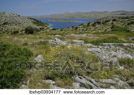 "View from Levrnaka island over the Kornati Islands, Adriatic Sea, Kornati Islands National Park, Croatia, Europe" View Large Photo Image Stock Photo - "View from Levrnaka island over the Kornati Islands, Adriatic Sea, Kornati Islands National Park, Croatia, Europe". Fotosearch