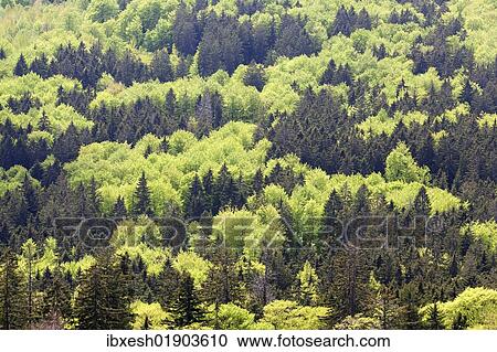 "View from Mt. Grosser Falkenstein, Zwiesler Waldhaus, Nationalpark Bayrischer Wald national park, Bavaria, Germany, Europe" View Large Photo Image Stock Image - "View from Mt. Grosser Falkenstein, Zwiesler Waldhaus, Nationalpark Bayrischer Wald national park, Bavaria, Germany, Europe". Fotosearch