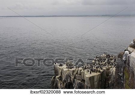"View from the Farne Islands to the coast of Northumberland, England, United Kingdom, Europe" View Large Photo Image Stock Photo - "View from the Farne Islands to the coast of Northumberland, England, United Kingdom, Europe". Fotosearch