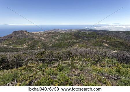 "View from the summit of Garajonay on charred shrubs, traces of the forest fire of 2012, left rear the Fortalezza, on the horizon left the island of El Hierro, right the island of La Palma, La Gomera, Canary Islands, Spain, Europe" View Large Photo Image Stock Photo - "View from the summit of Garajonay on charred shrubs, traces of the forest fire of 2012, left rear the Fortalezza, on the horizon left the island of El Hierro, right the island of La Palma, La Gomera, Canary Islands, Spain, Europe". Fotosearch