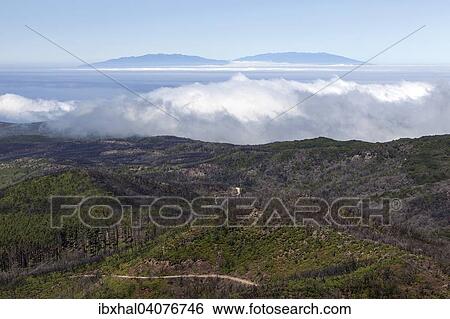 "View from the summit of Garajonay on charred shrubs and trees, traces of the forest fire of 2012, on the horizon the island of La Palma, La Gomera, Canary Islands, Spain, Europe" View Large Photo Image Stock Photograph - "View from the summit of Garajonay on charred shrubs and trees, traces of the forest fire of 2012, on the horizon the island of La Palma, La Gomera, Canary Islands, Spain, Europe". Fotosearch