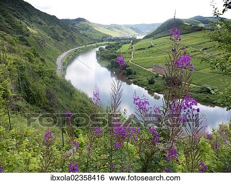 "View of a loop of the Moselle river and Kloster Stuben abbey as seen from the Calmont fixed rope route, near Bremm, Rhineland-Palatinate, Germany, Europe" View Large Photo Image Stock Photograph - "View of a loop of the Moselle river and Kloster Stuben abbey as seen from the Calmont fixed rope route, near Bremm, Rhineland-Palatinate, Germany, Europe". Fotosearch