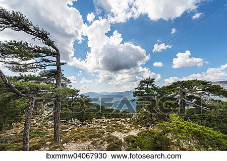 "View of a pine forest and green hills, beautiful clouds, Col de Bavella, Bavella Massif, Corsica, France, Europe" View Large Photo Image Stock Image - "View of a pine forest and green hills, beautiful clouds, Col de Bavella, Bavella Massif, Corsica, France, Europe". Fotosearch