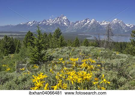 "View of Grand Teton National Park from Signal Mountain Road, Wyoming, United States, North America" View Large Photo Image Stock Image - "View of Grand Teton National Park from Signal Mountain Road, Wyoming, United States, North America". Fotosearch