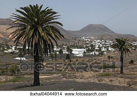 "View of Haria, palm trees, lava fields, Lanzarote, Canary Islands, Spain, Europe" View Large Photo Image Picture - "View of Haria, palm trees, lava fields, Lanzarote, Canary Islands, Spain, Europe". Fotosearch