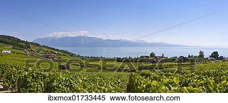 Stock Photography - "View of Lutry, Lavaux-Oron district, Lake Geneva, canton of Vaud, Switzerland, Europe". Fotosearch