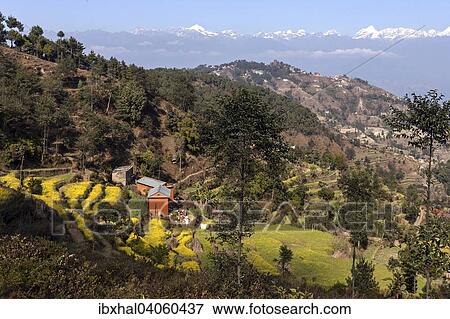 "View of terraced fields and the mountains of the Himalayas, at Nagarkot, Nepal, Asia" View Large Photo Image Stock Photo - "View of terraced fields and the mountains of the Himalayas, at Nagarkot, Nepal, Asia". Fotosearch