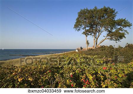 Stock Photo - "View of the Baltic Sea with groynes, right black poplar (Populus nigra) and thatched cottage, Ahrenshoop, Darss, Mecklenburg-Western Pomerania, Germany, Europe". Fotosearch