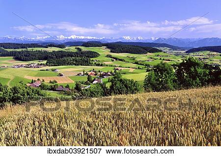 "View of the Emmental, cornfield in front, behind the Bernese Alps with Mt. Schreckhorn, Finstaarhorn, Eiger, Monch, Jungfrau, Bluemlisalp, Doldenhorn, Niesen, Canton of Bern, Switzerland, Europe" View Large Photo Image Stock Photo - "View of the Emmental, cornfield in front, behind the Bernese Alps with Mt. Schreckhorn, Finstaarhorn, Eiger, Monch, Jungfrau, Bluemlisalp, Doldenhorn, Niesen, Canton of Bern, Switzerland, Europe". Fotosearch