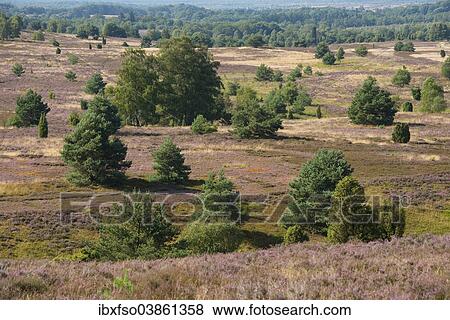Stock Photo - "View of the heath landscape from Wilseder Berg hill with flowering Heather (Calluna vulgaris), Wilsede, Luneburg Heath Nature Park, Lower Saxony, Germany, Europe". Fotosearch